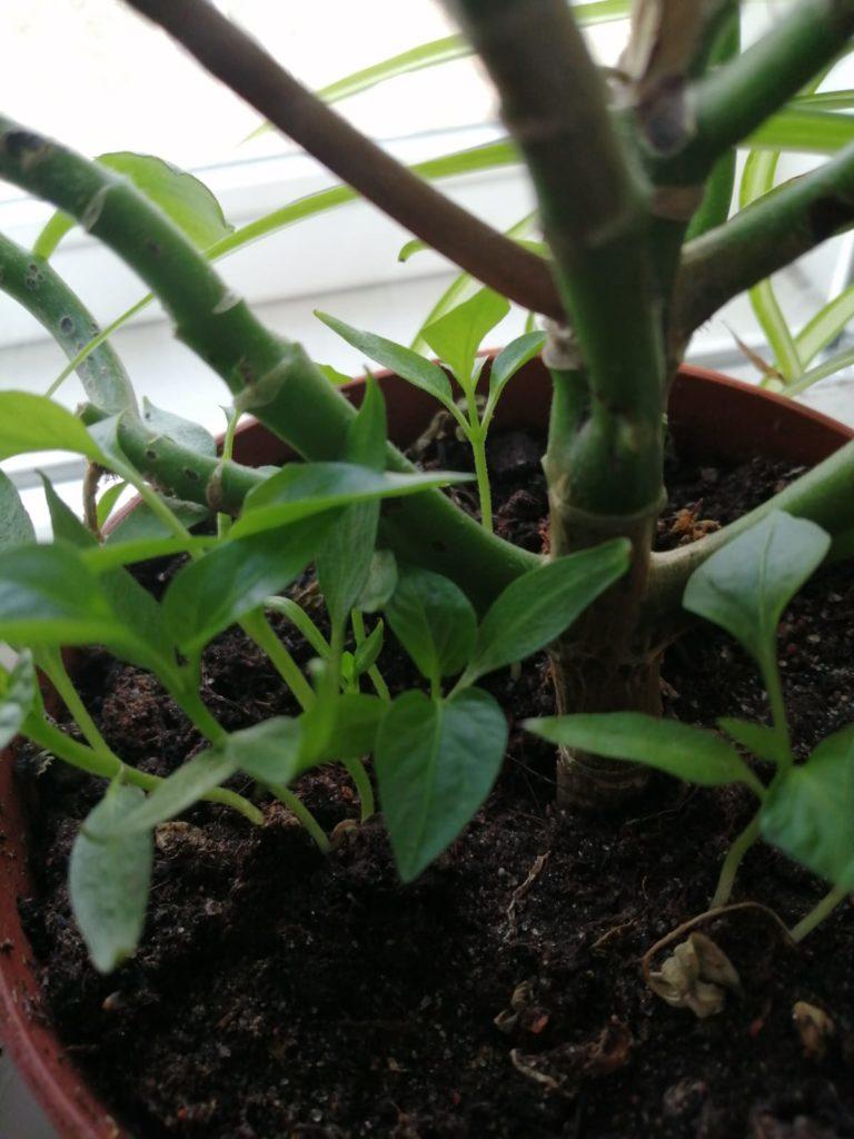Chilintaimet on istutettu viherkasvin juurelle. 